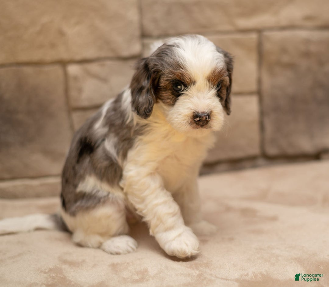 Cavapoo dogs for sale: Honey - Ad 11