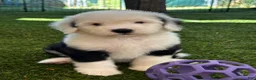 Sheepadoodle dogs for sale: Black & White Male 3 - Ad 1