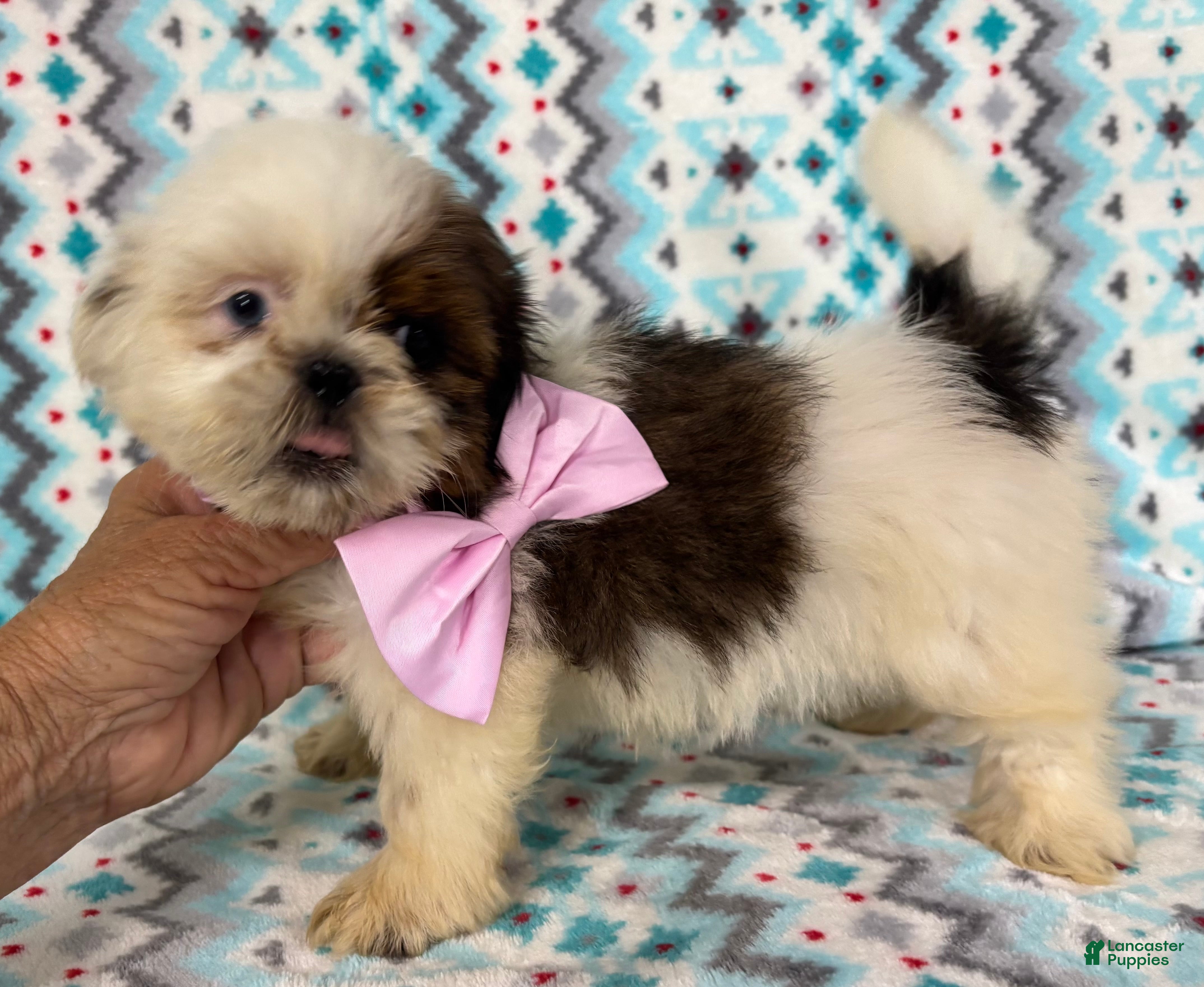 Shih Tzu dogs Shih Tzu 3 - Ad 1