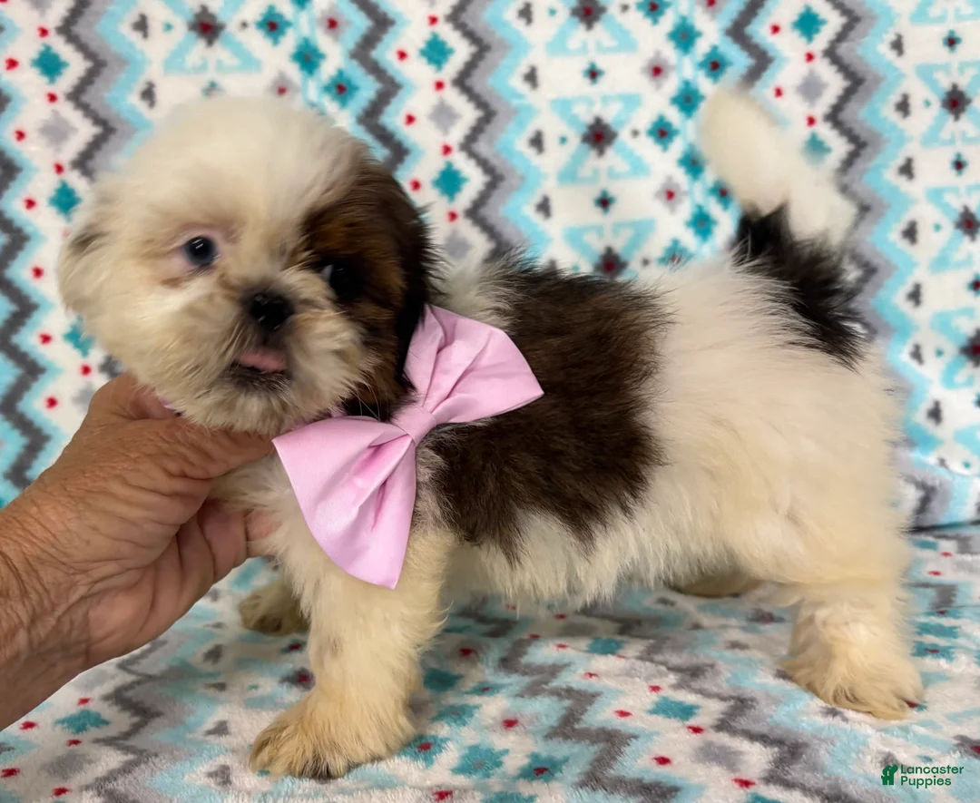 Shih Tzu dogs for sale: Shih Tzu 3 - Ad 1