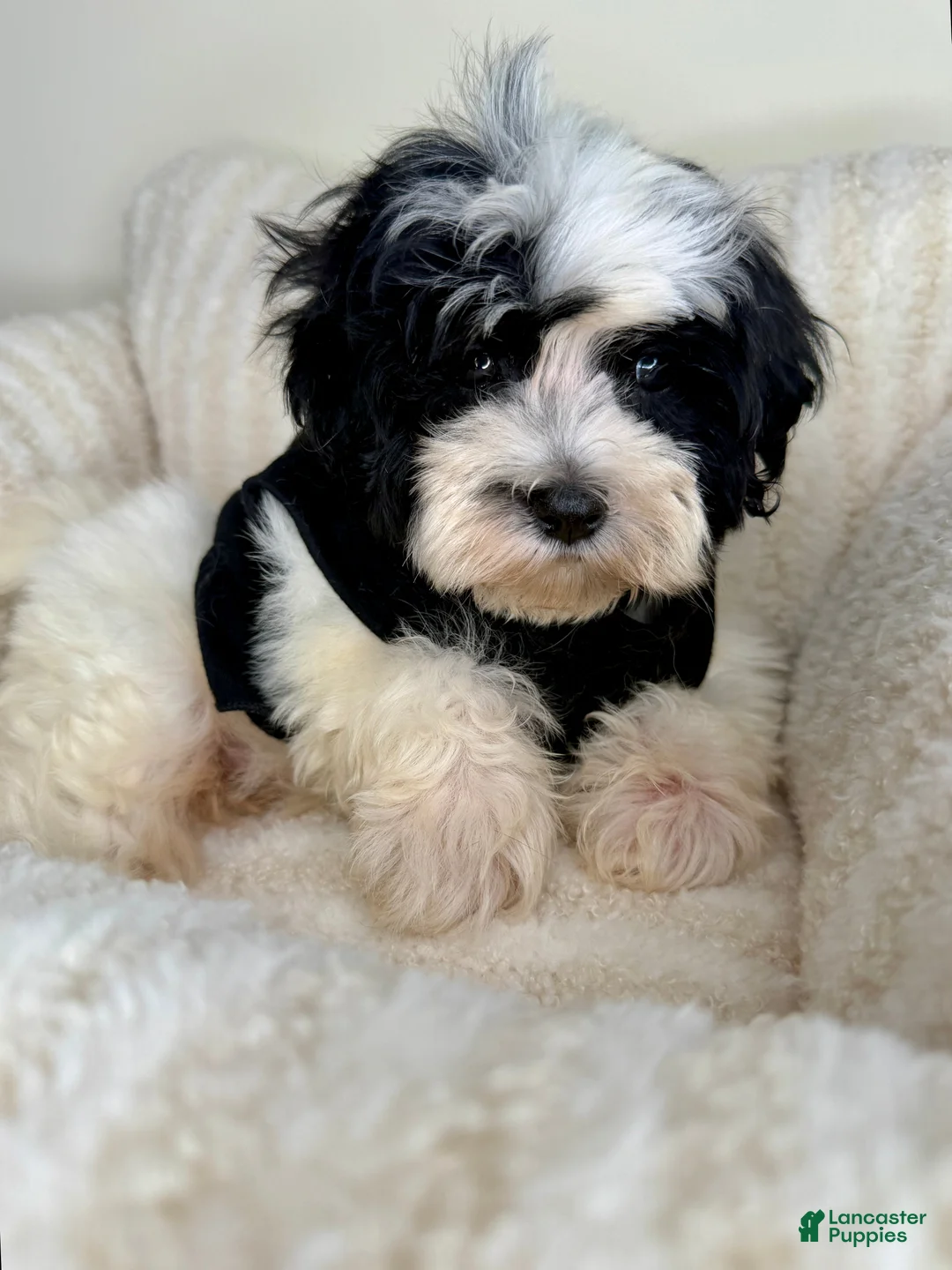 Teddy Bear dogs for sale: Mochi - Ad 2