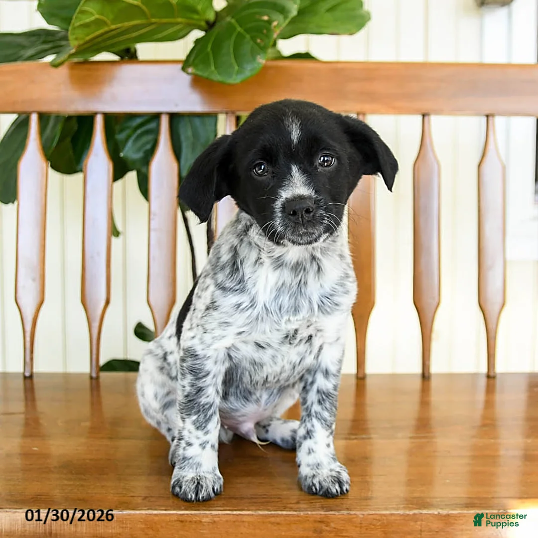 Mixed Breed dogs for sale: Sarge - Ad 2