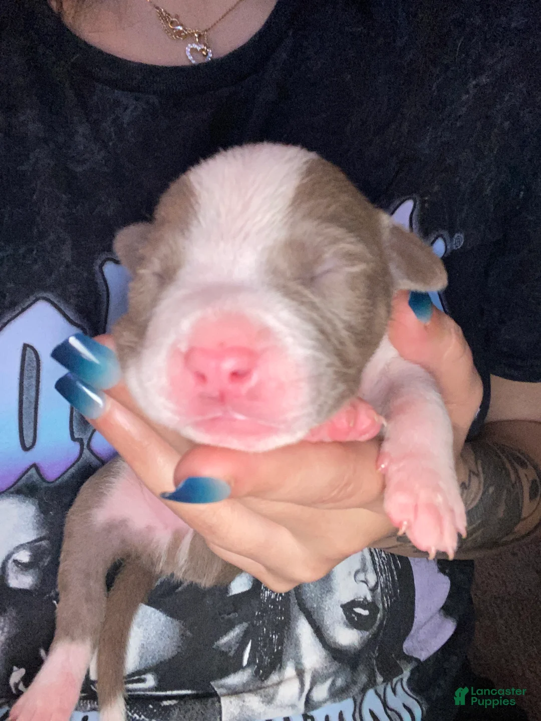 Mixed Breed dogs for sale: Mixed Breed Puppy 1 - Ad 1