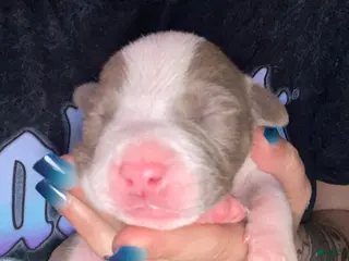 Mixed Breed dogs Mixed Breed Puppy 1 - Ad 7