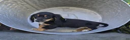 Miniature Dachshund dogs for sale: Travis - Ad 5