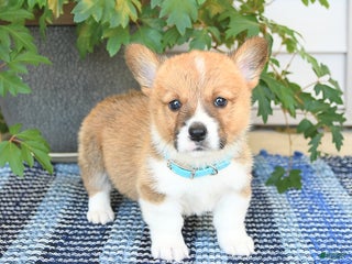 Welsh Corgi Pembroke dogs - Ad 32