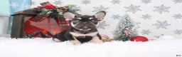 French Bulldog dogs for sale: Jasper - Ad 4