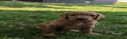 Goldendoodle dogs for sale: Sara - Ad 9