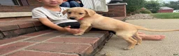 Labrador Retriever dogs for sale: Pearl - Ad 3