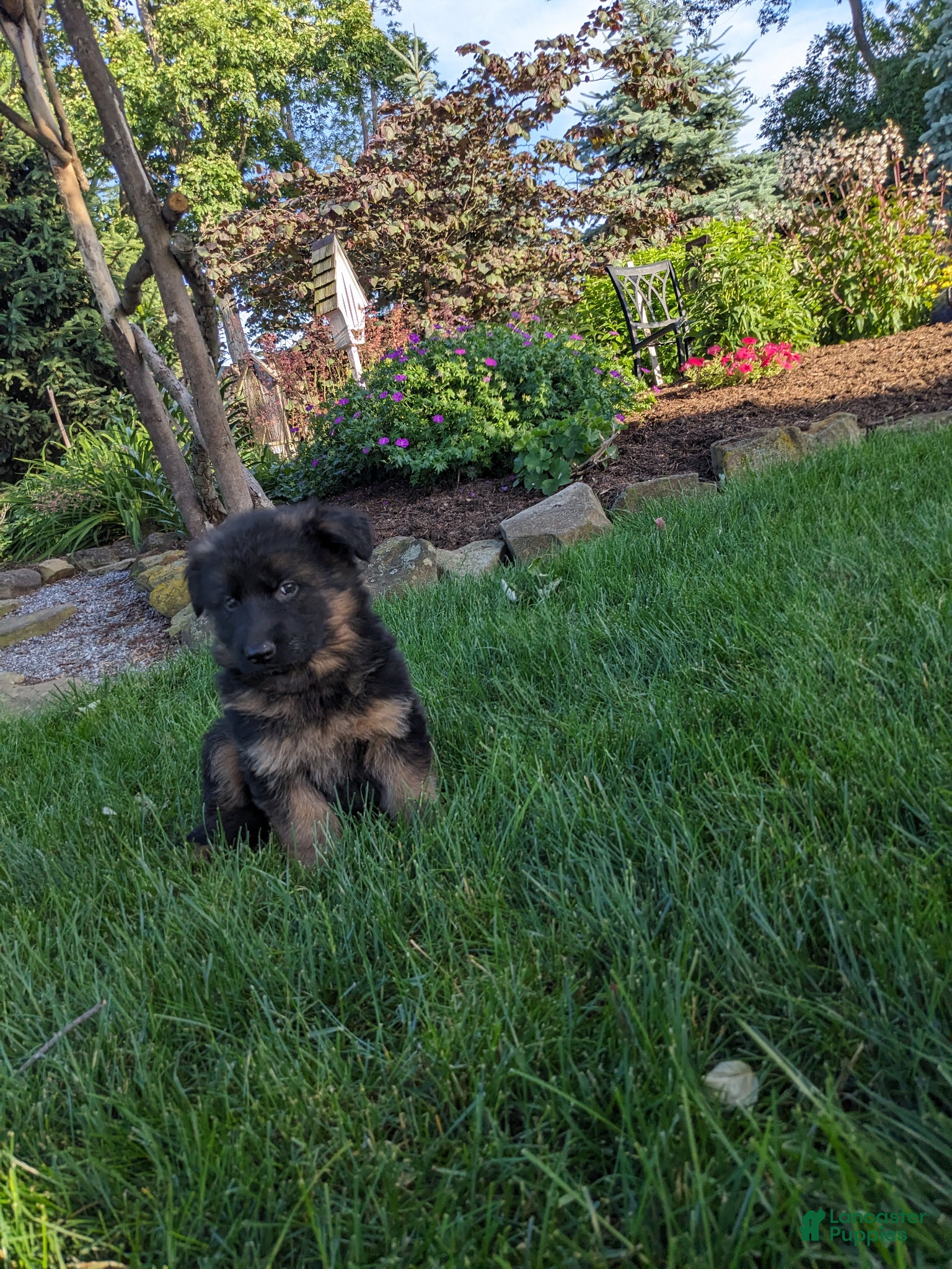 German Shepherd dogs German Shepherd Puppy 4 - Ad 1