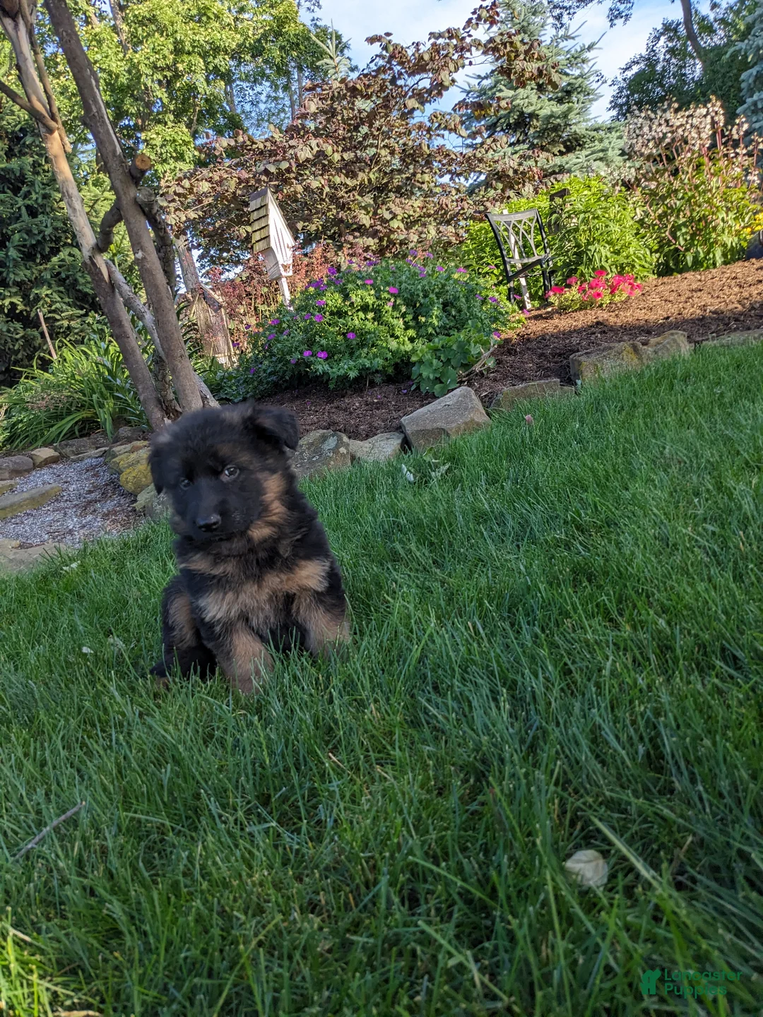 German Shepherd dogs for sale: German Shepherd Puppy 4 - Ad 1