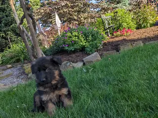 German Shepherd dogs for sale: German Shepherd Puppy 4 - Ad 1