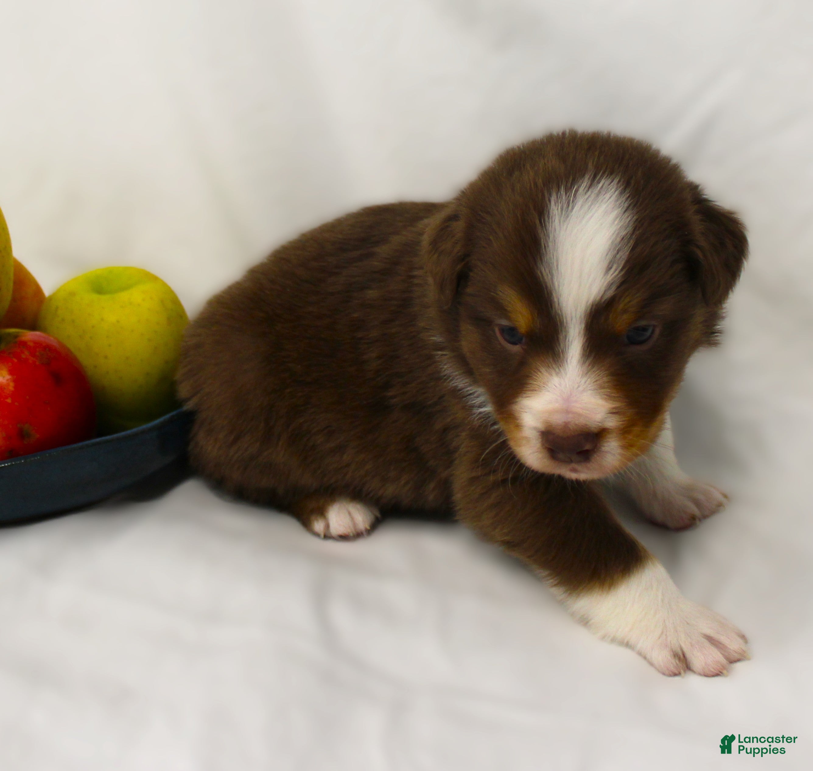 Australian Shepherd dogs Pippin - Ad 2