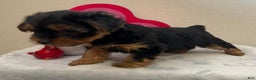 Yorkshire Terrier dogs for sale: Lilly - Ad 2