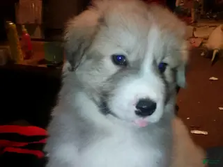 Mixed Breed dogs Rolly Polly Boy - Ad 32