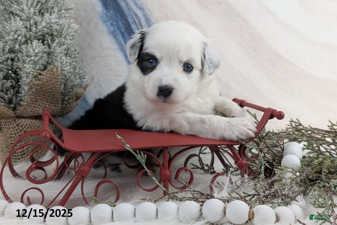 Toy Australian Shepherd dogs for sale: Brandi - Ad 1