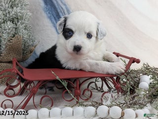 Toy Australian Shepherd dogs Brandi - Ad 2