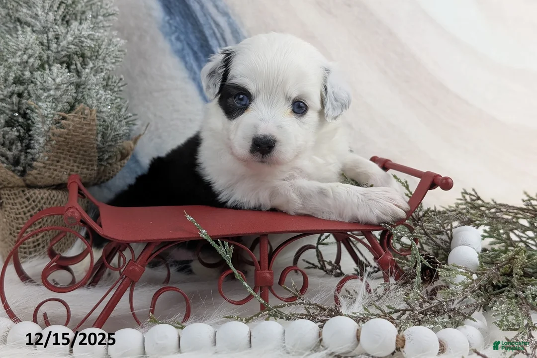 Toy Australian Shepherd dogs for sale: Brandi - Ad 21