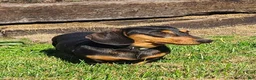 Miniature Dachshund dogs for sale: Ishmael - Ad 6