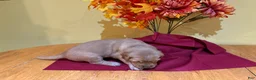 Golden Retriever dogs for sale: Miss Lavender - Ad 3