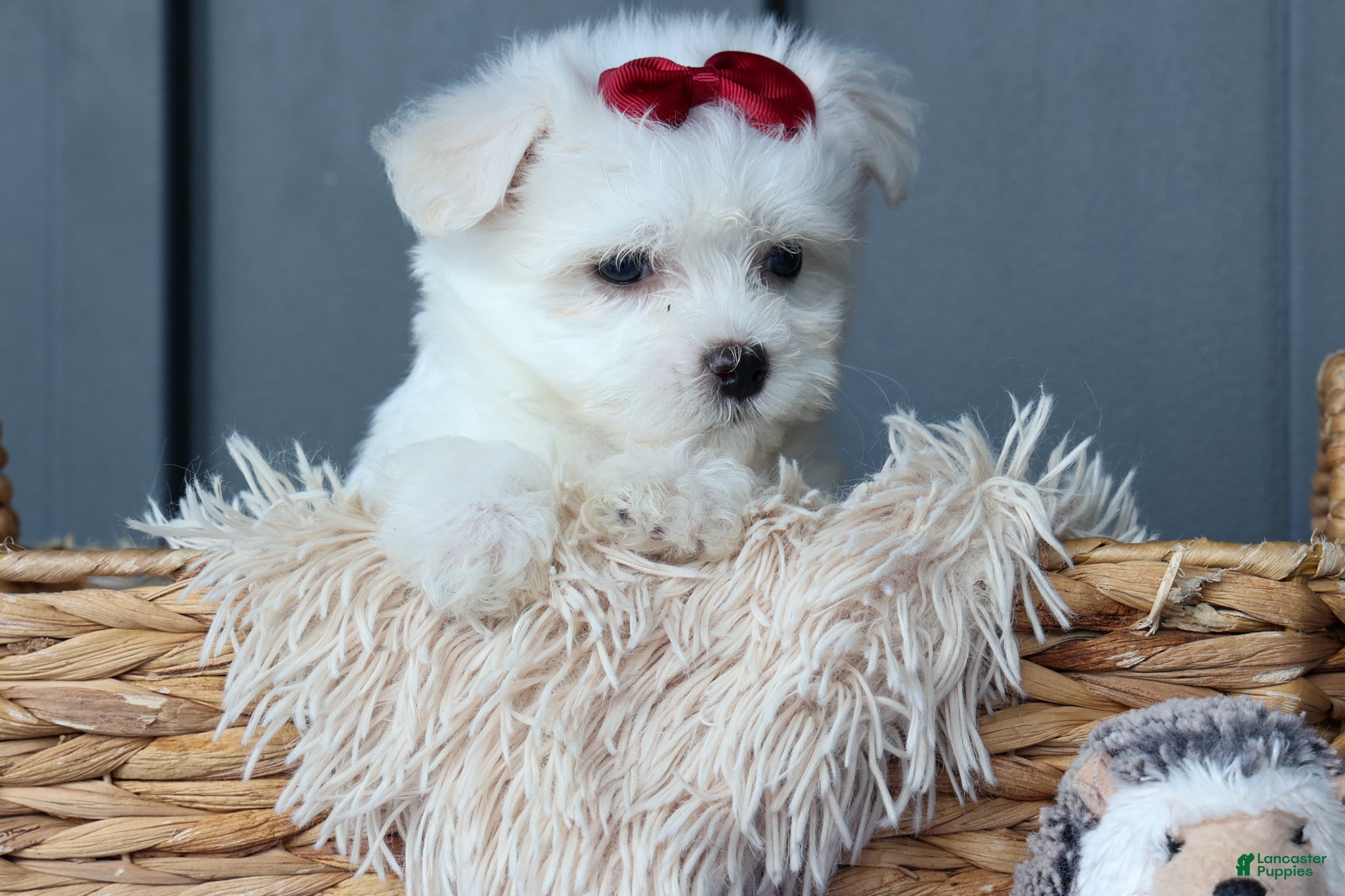Maltese dogs OSCAR - Ad 2
