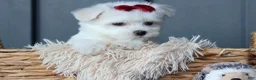 Maltese dogs for sale: OSCAR - Ad 12