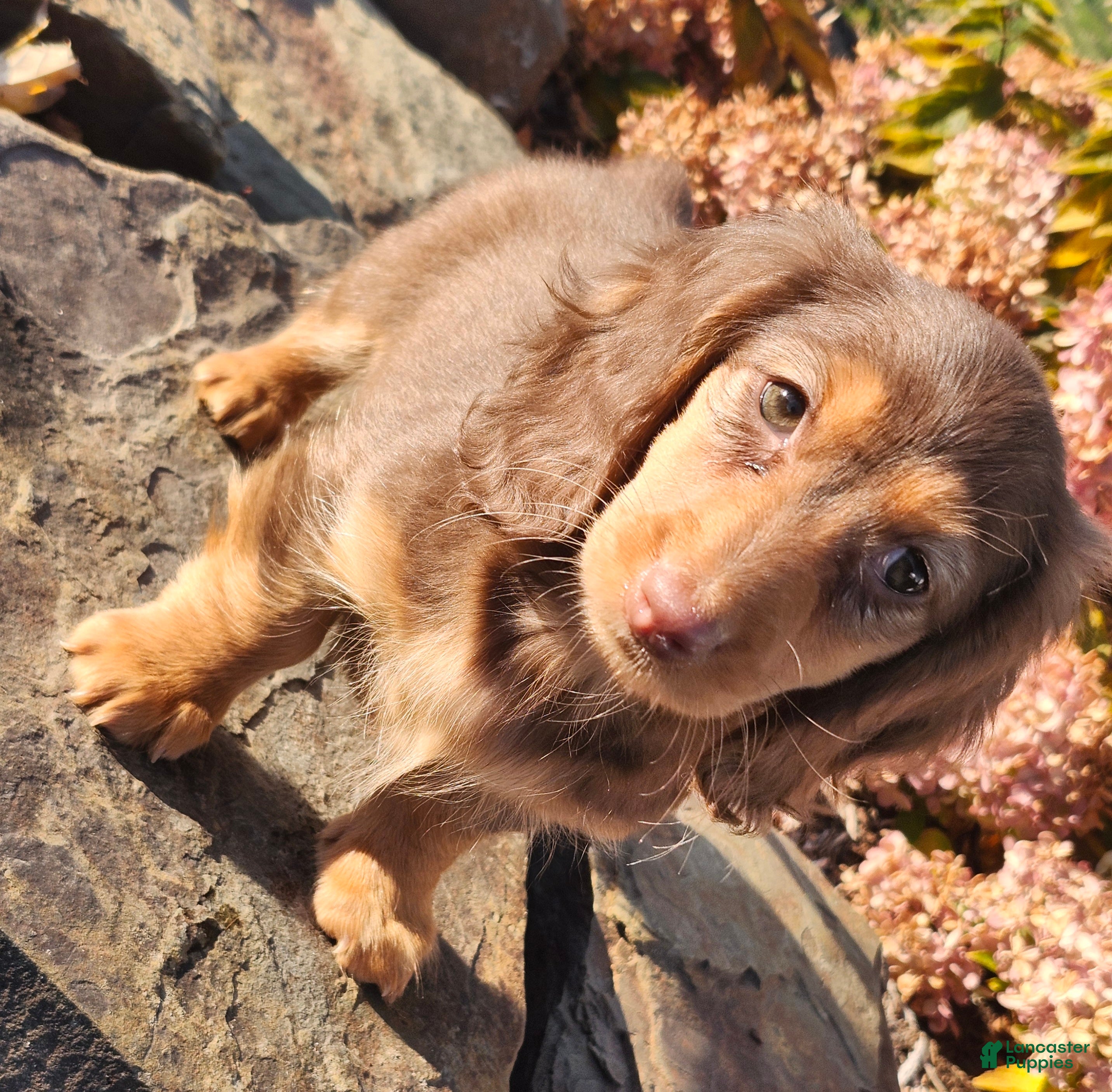 Miniature Dachshund dogs for sale: Dolly - Ad 2