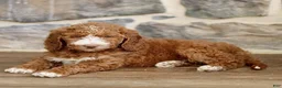 Goldendoodle dogs for sale: Janette  - Ad 3