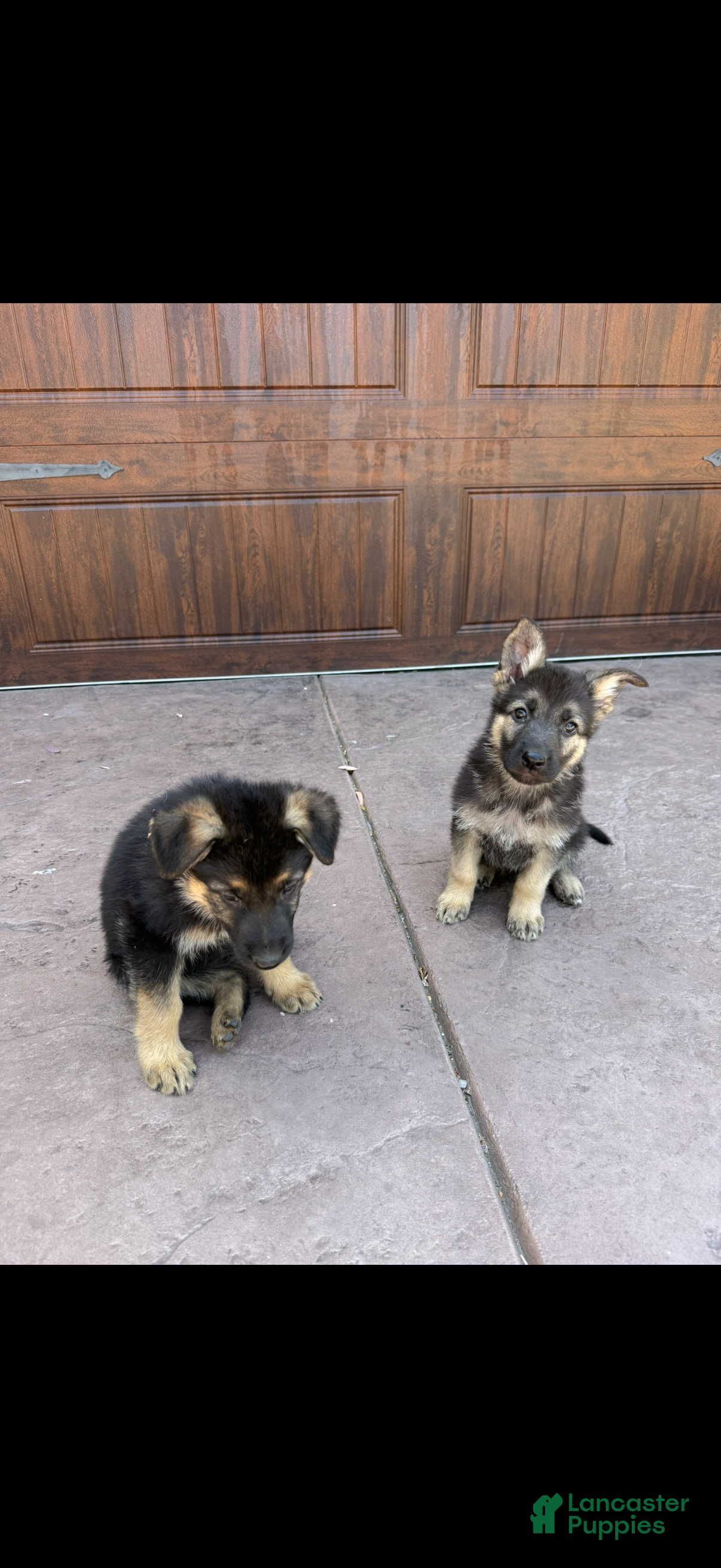 German Shepherd dogs German Shepherd 6 - Ad 1