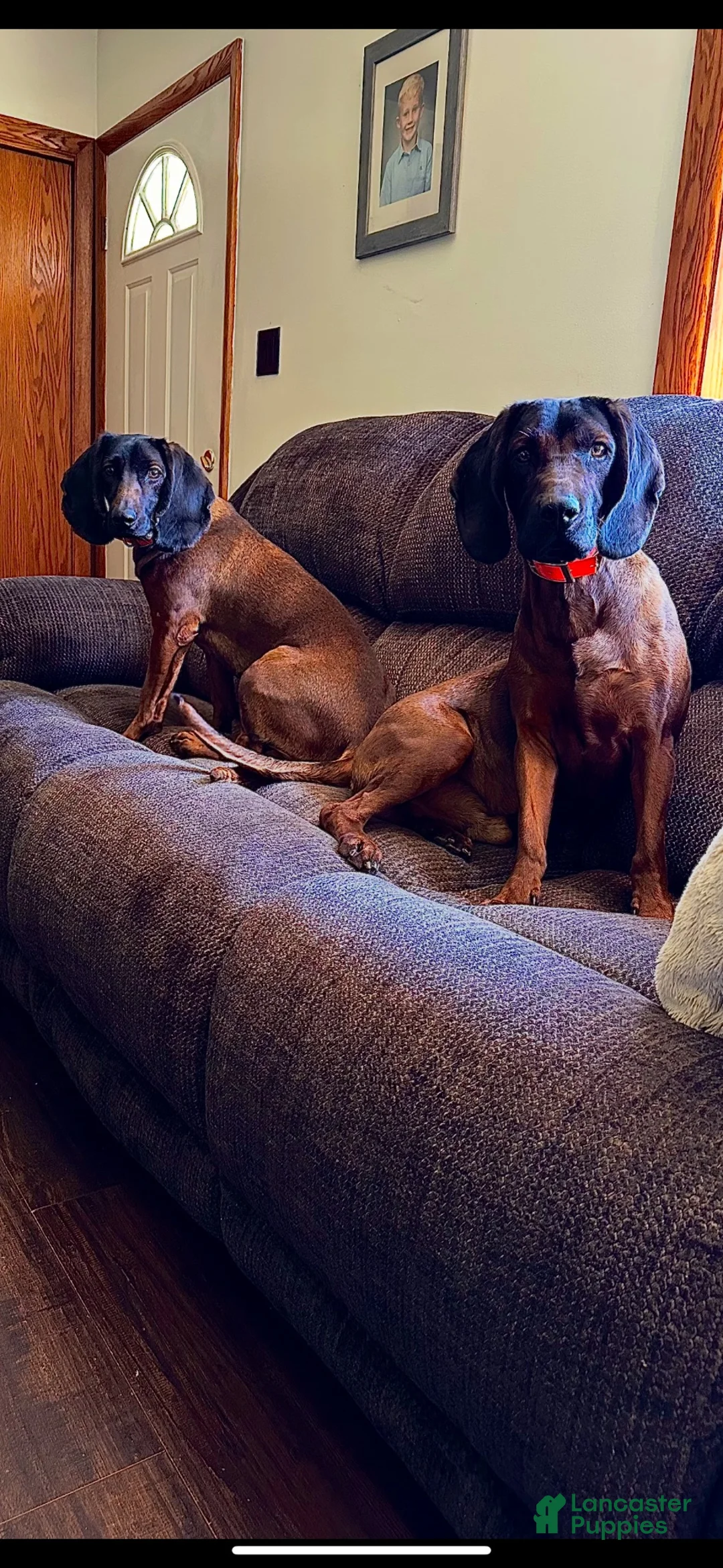 Mixed Breed dogs for sale: Lime Green - Ad 2