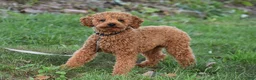 Cavapoo dogs for sale: Carson - Ad 7