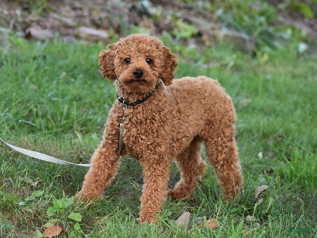 Cavapoo dogs for sale: Carson - Ad 7