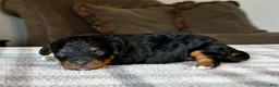 Mixed Breed dogs for sale: Black & Tan Micro Bernedoodle - Ad 4
