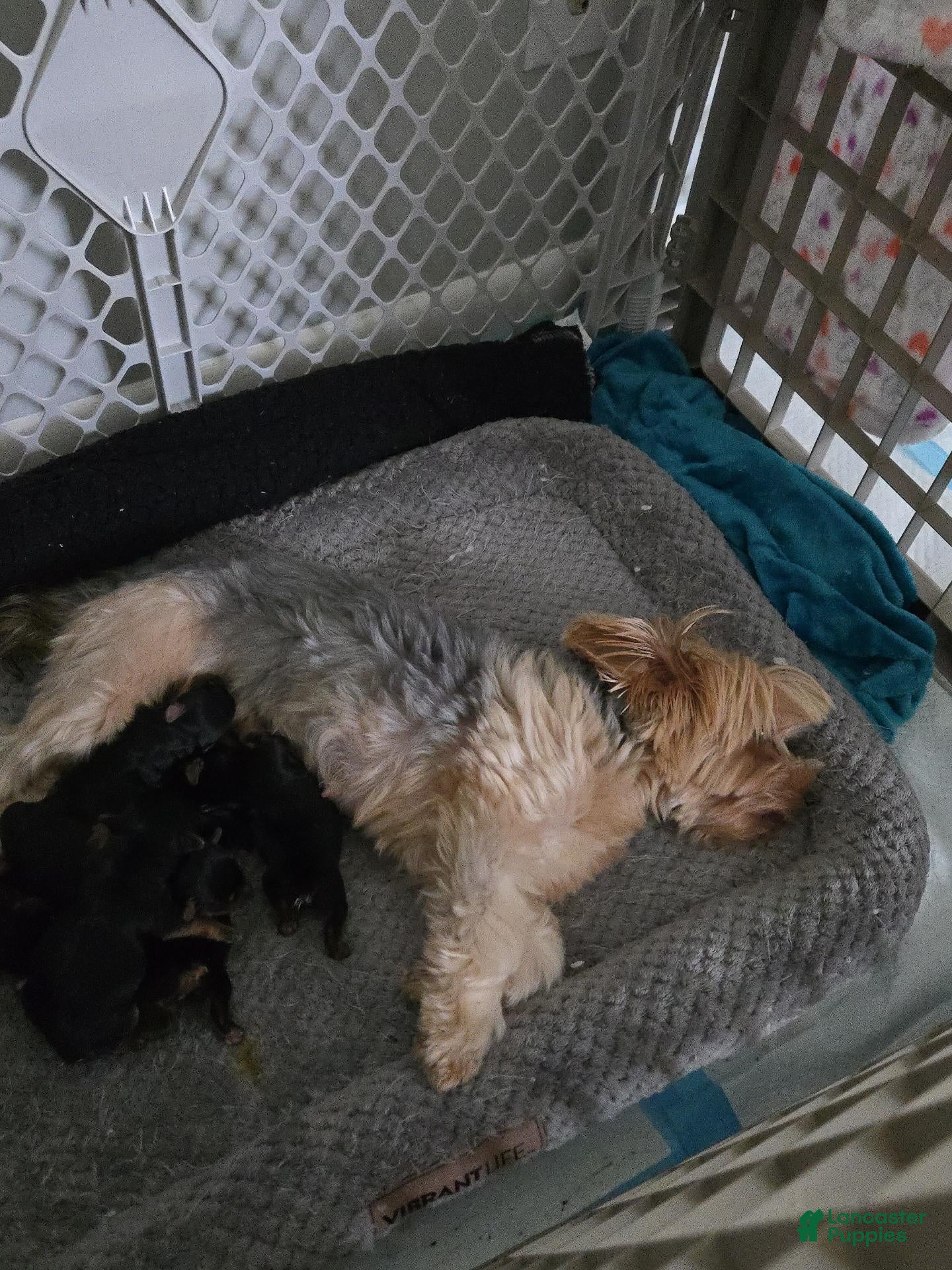 Yorkshire Terrier dogs Yorkshire Terrier 2 - Ad 14
