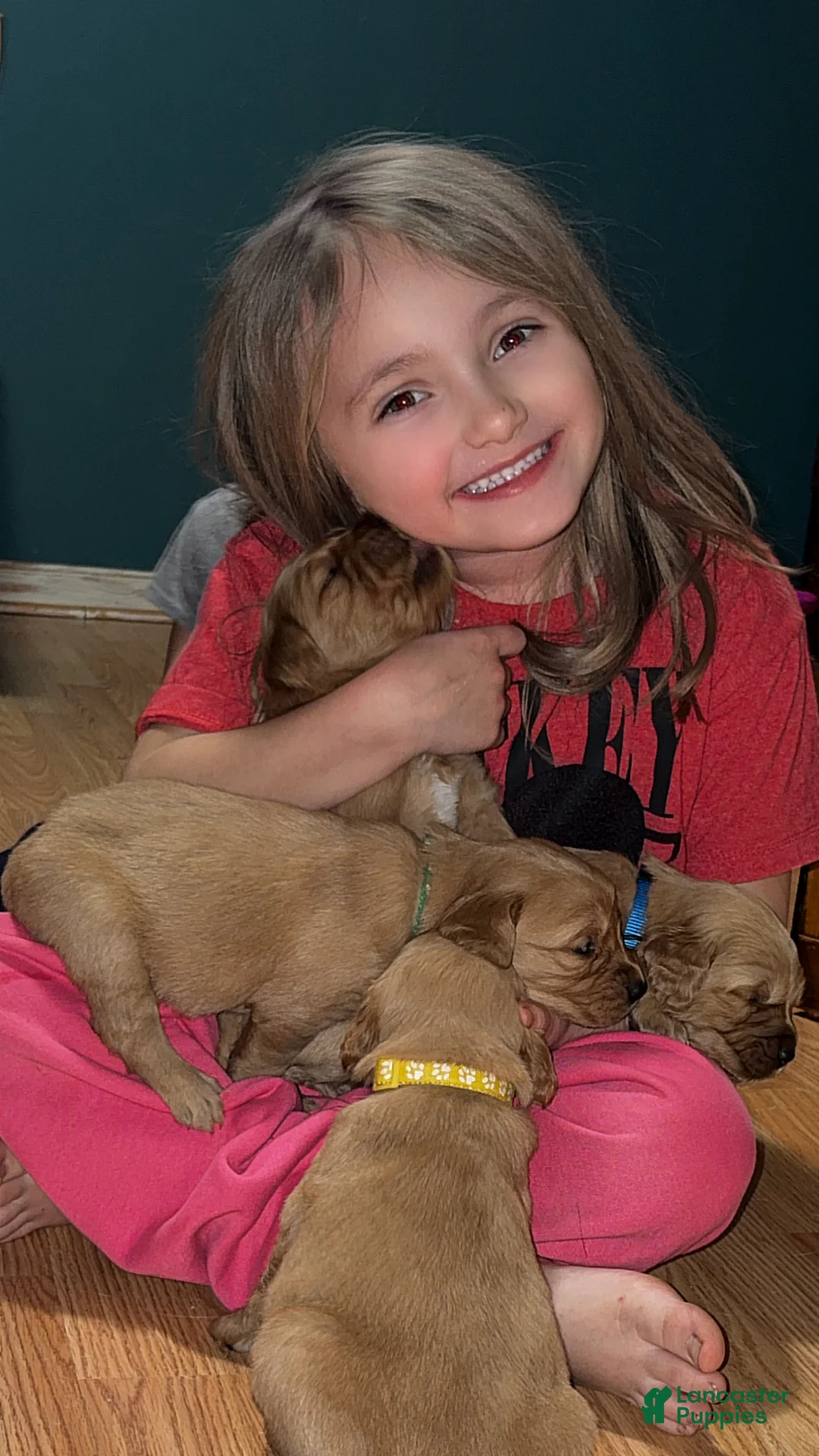 Golden Retriever dogs for sale: Golden Retriever Puppy 4 - Ad 1