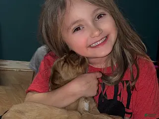 Golden Retriever dogs Golden Retriever Puppy 4 - Ad 4