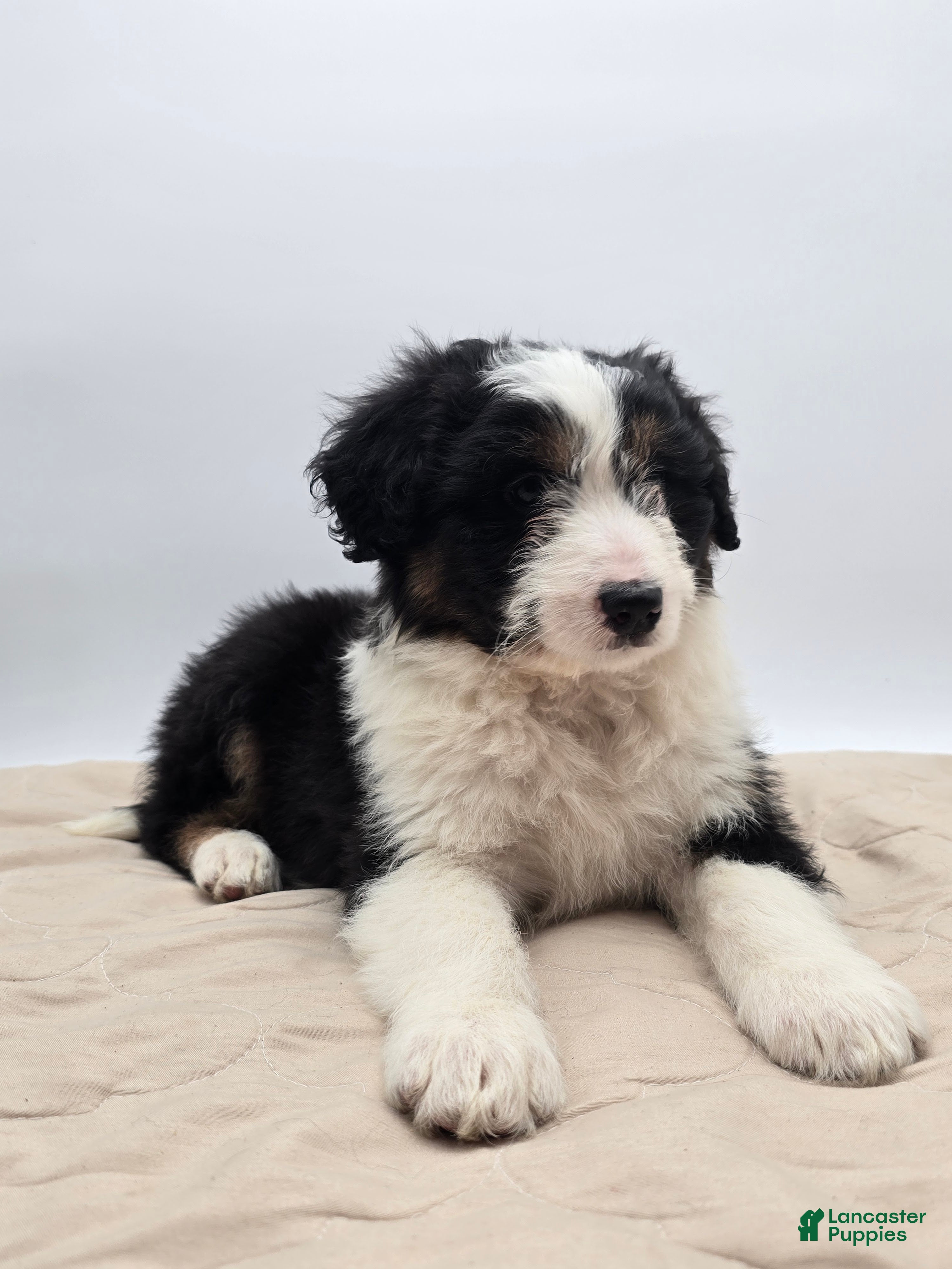 Aussiedoodle dogs Jude - Ad 1