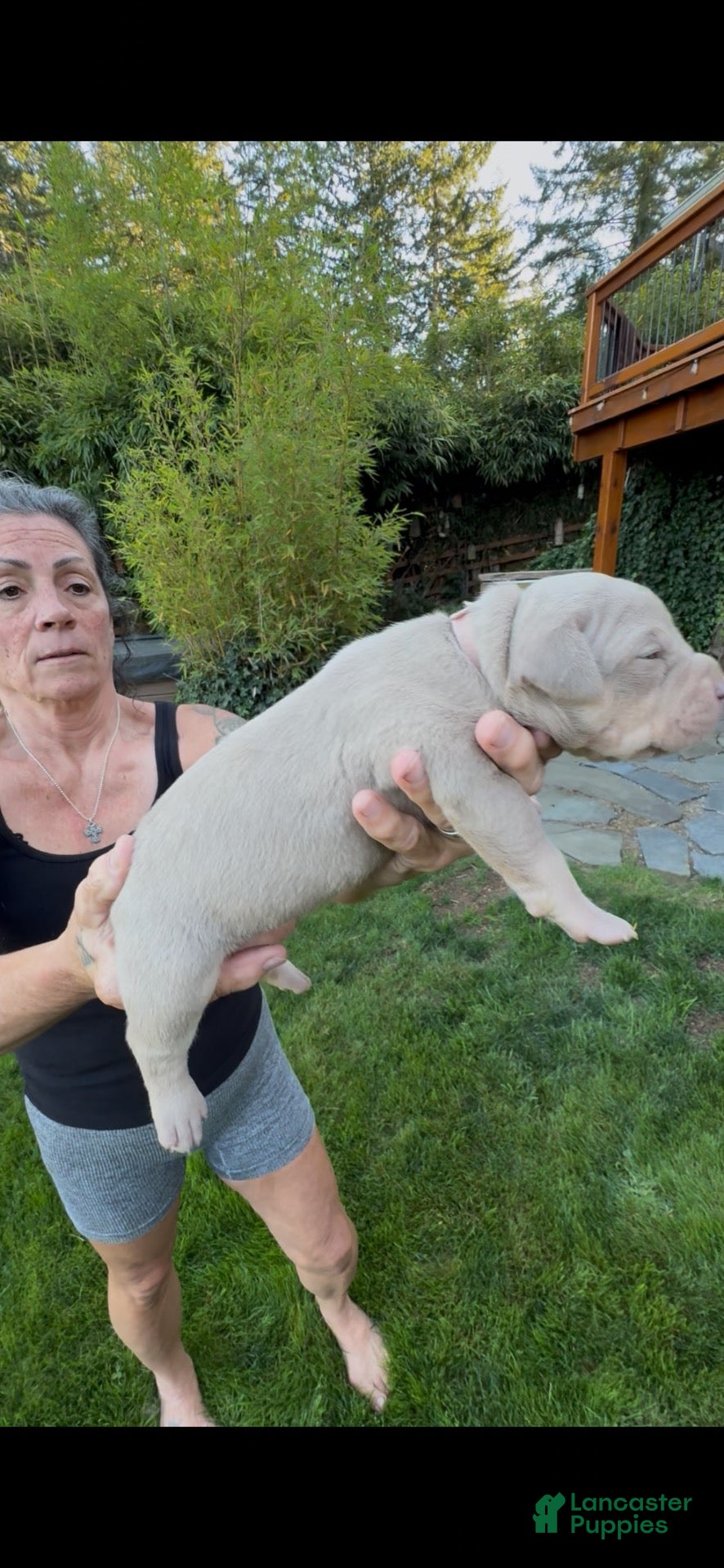 American Bully dogs American Bully 6 - Ad 1