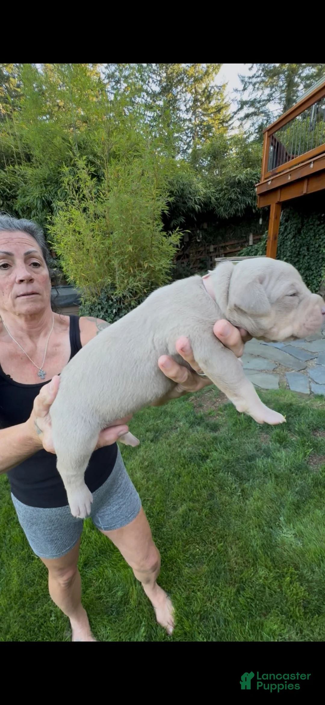 American Bully dogs for sale: American Bully 6 - Ad 1