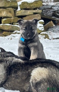 Norwegian Elkhound dogs Little Boy Blue - Ad 8