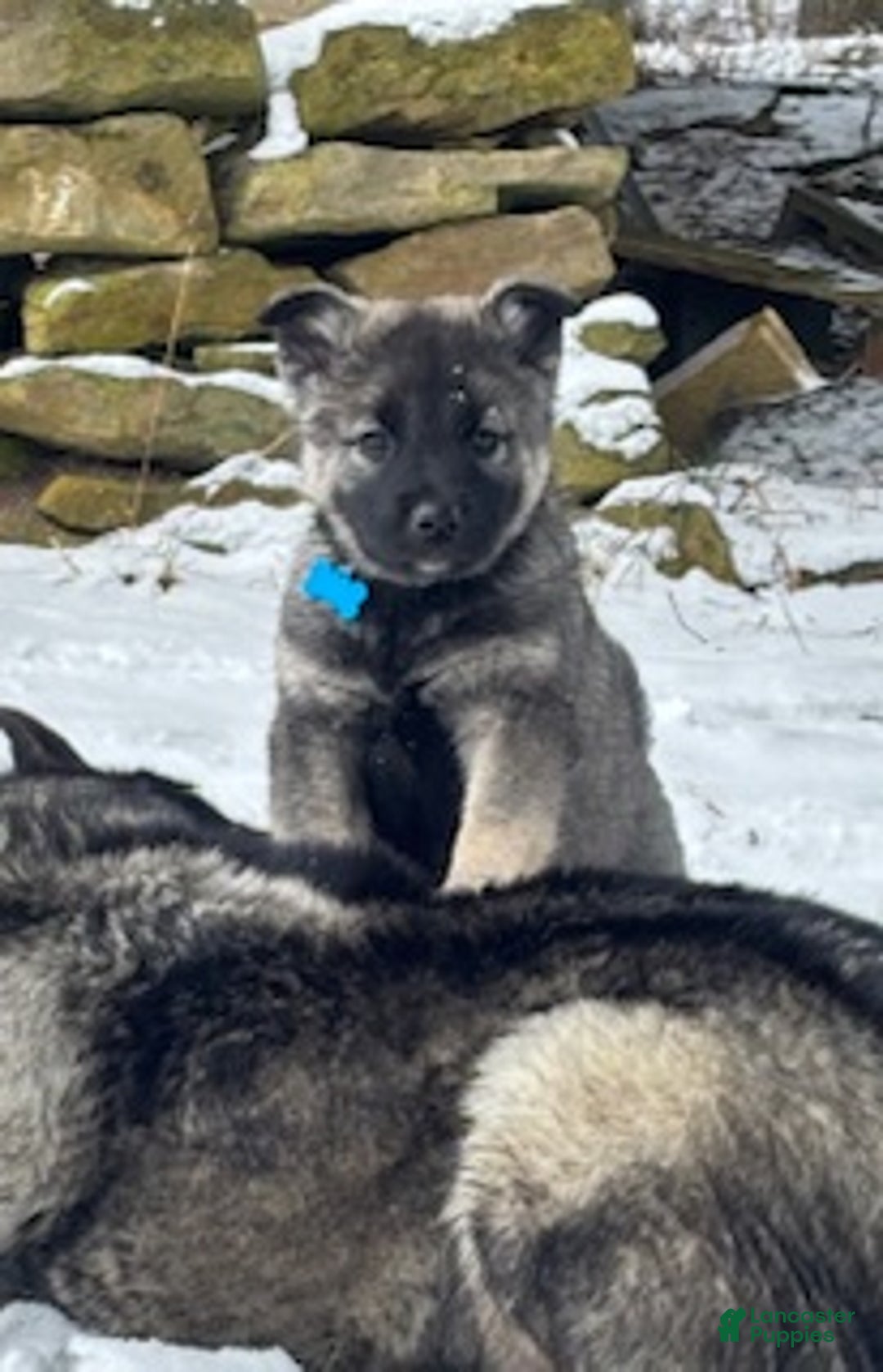 Norwegian Elkhound dogs for sale: Little Boy Blue - Ad 2