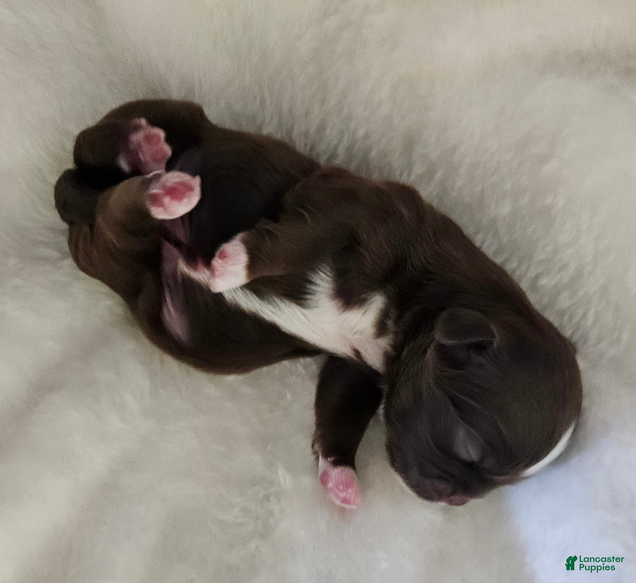 Shih Tzu dogs Shih Tzu Puppy 1 - Ad 29