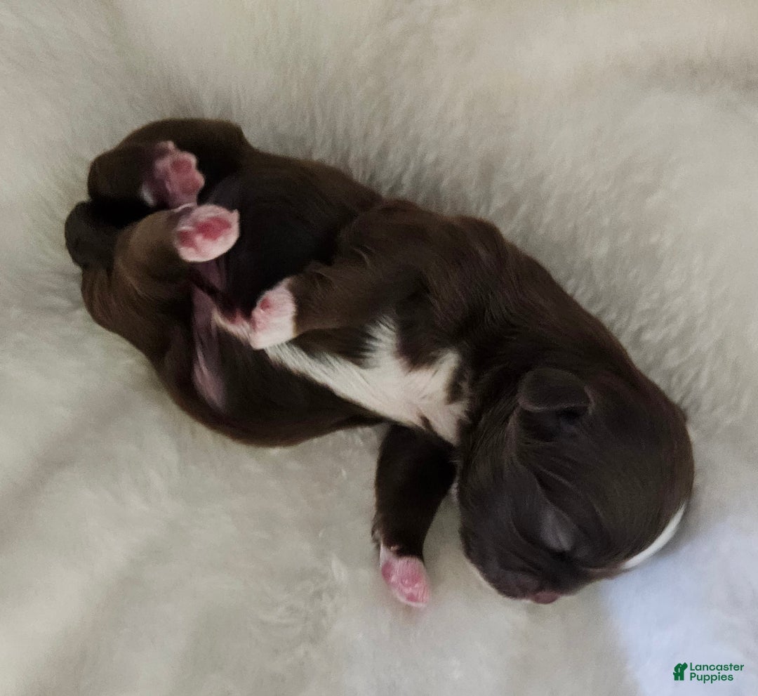 Shih Tzu dogs for sale: Shih Tzu Puppy 1 - Ad 1