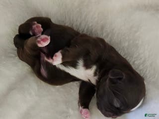 Shih Tzu dogs Shih Tzu Puppy 1 - Ad 26