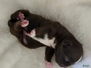 Shih Tzu dogs Shih Tzu Puppy 1 - Ad 11