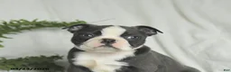 Boston Terrier dogs for sale: Cookie - Ad 4