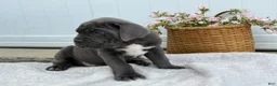 Cane Corso dogs for sale: Baron - Ad 7