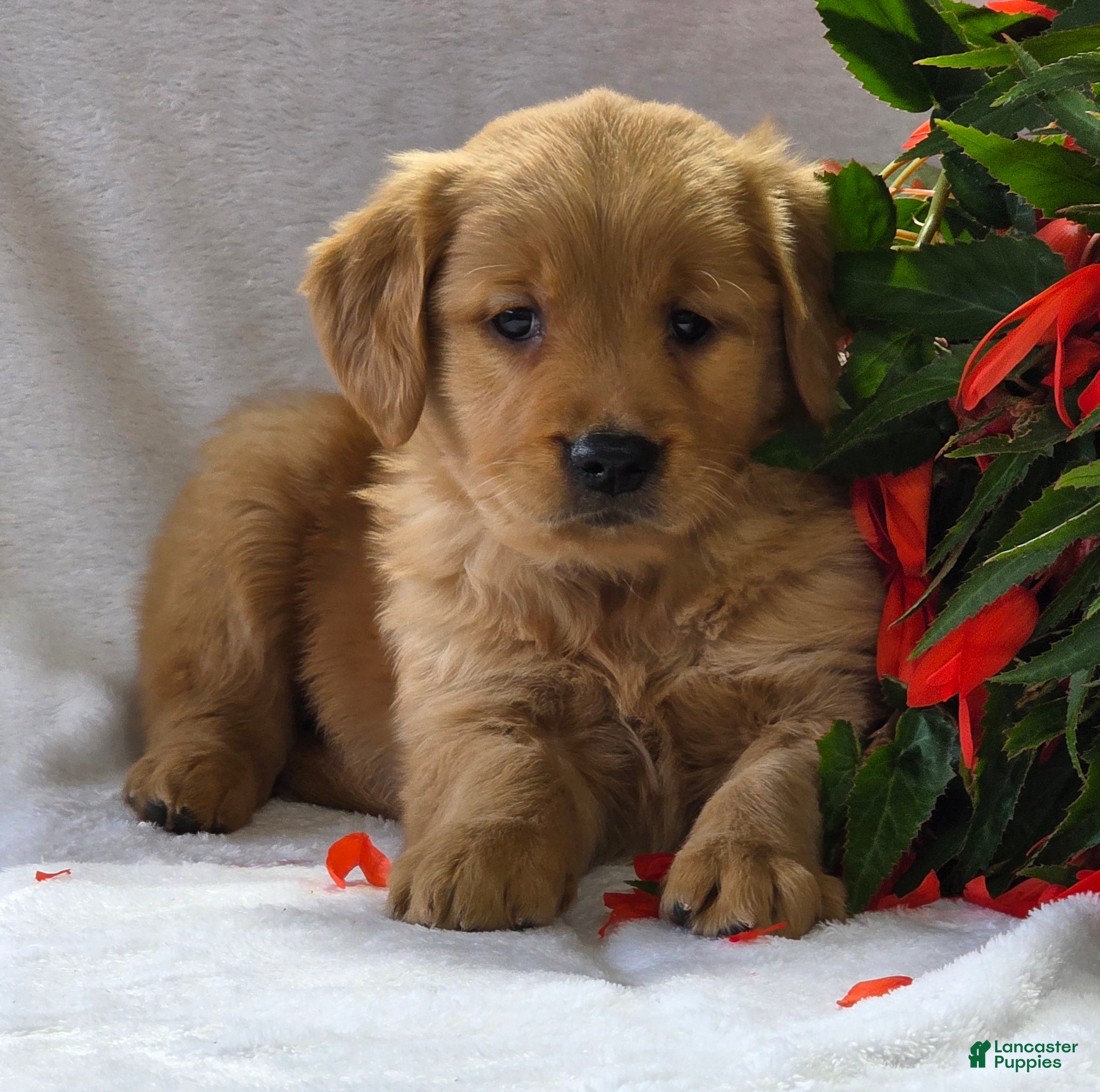 Golden Retriever dogs Ginger - Ad 2