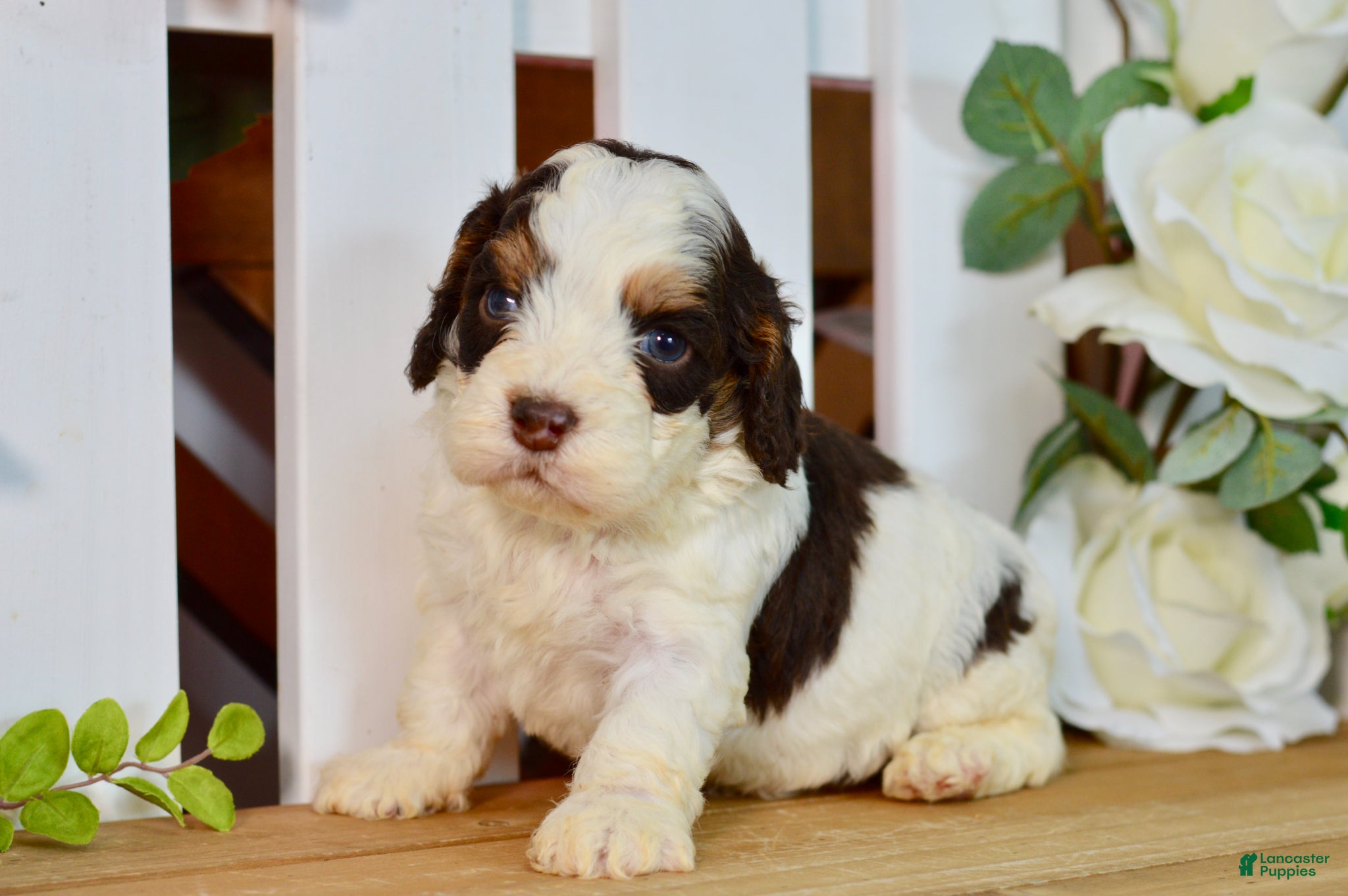 Cockapoo dogs Caleb - Ad 1