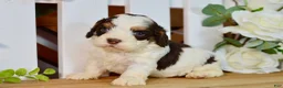 Cockapoo dogs for sale: Caleb - Ad 1